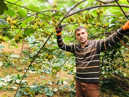 Kivi Meyvesi-Kivi Bahçesi- Kivi Üreticiliği